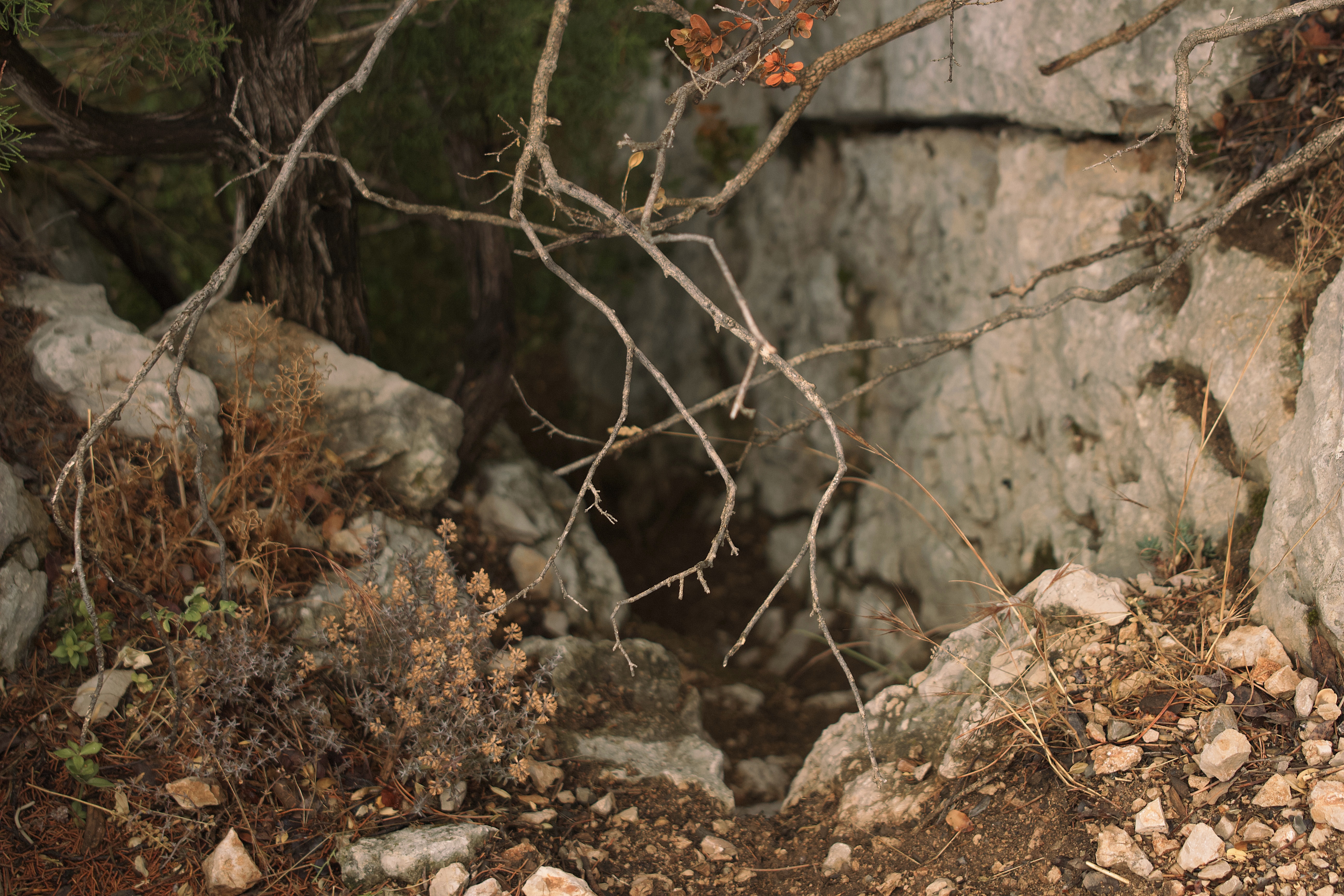 foret miniature